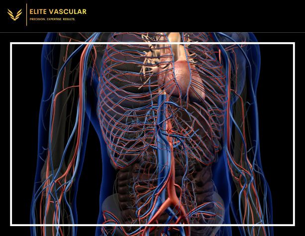 Why Are Arteries Red and Veins Blue Understanding the Difference